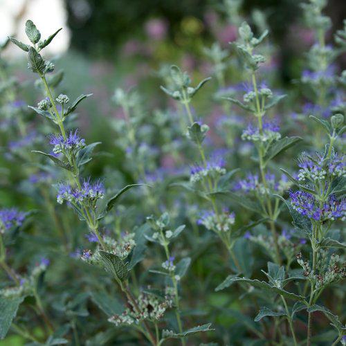 Caryopteris x clandonensis 'CT-9-12' ~ Beyond Midnight® Bluebeard-ServeScape