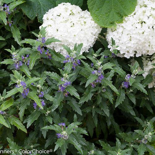 Caryopteris x clandonensis 'CT-9-12' ~ Beyond Midnight® Bluebeard-ServeScape