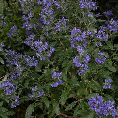 Caryopteris x clandonensis 'CT-9-12' ~ Beyond Midnight® Bluebeard-ServeScape