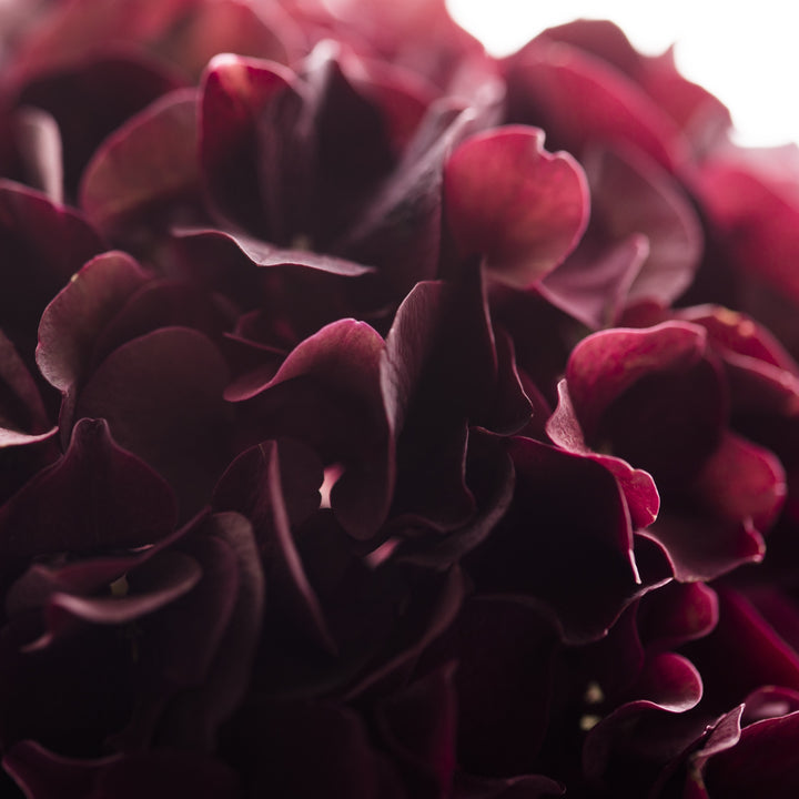 Hydrangea macrophylla 'Deep Purple' ~ Deep Purple Hydrangea-ServeScape