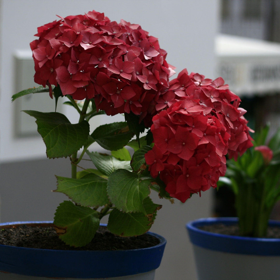 Hydrangea macrophylla ‘Hortmagitri’ PP30044 ~ Heart Throb™ Hydrangea-ServeScape