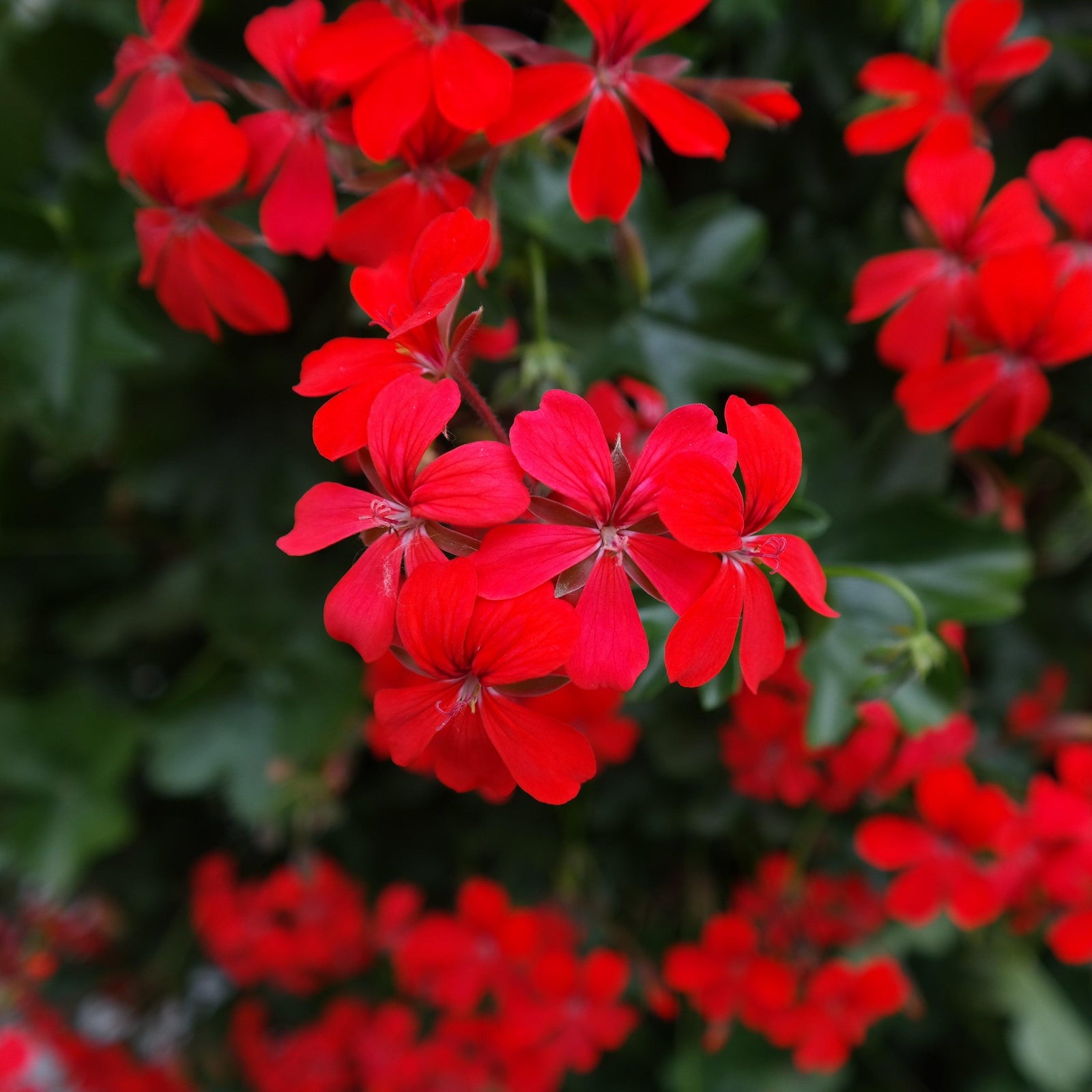 Pelargonium peltatum 'Blizzard Dark Red' ~ Blizzard® Dark Red Ivy Geranium-ServeScape