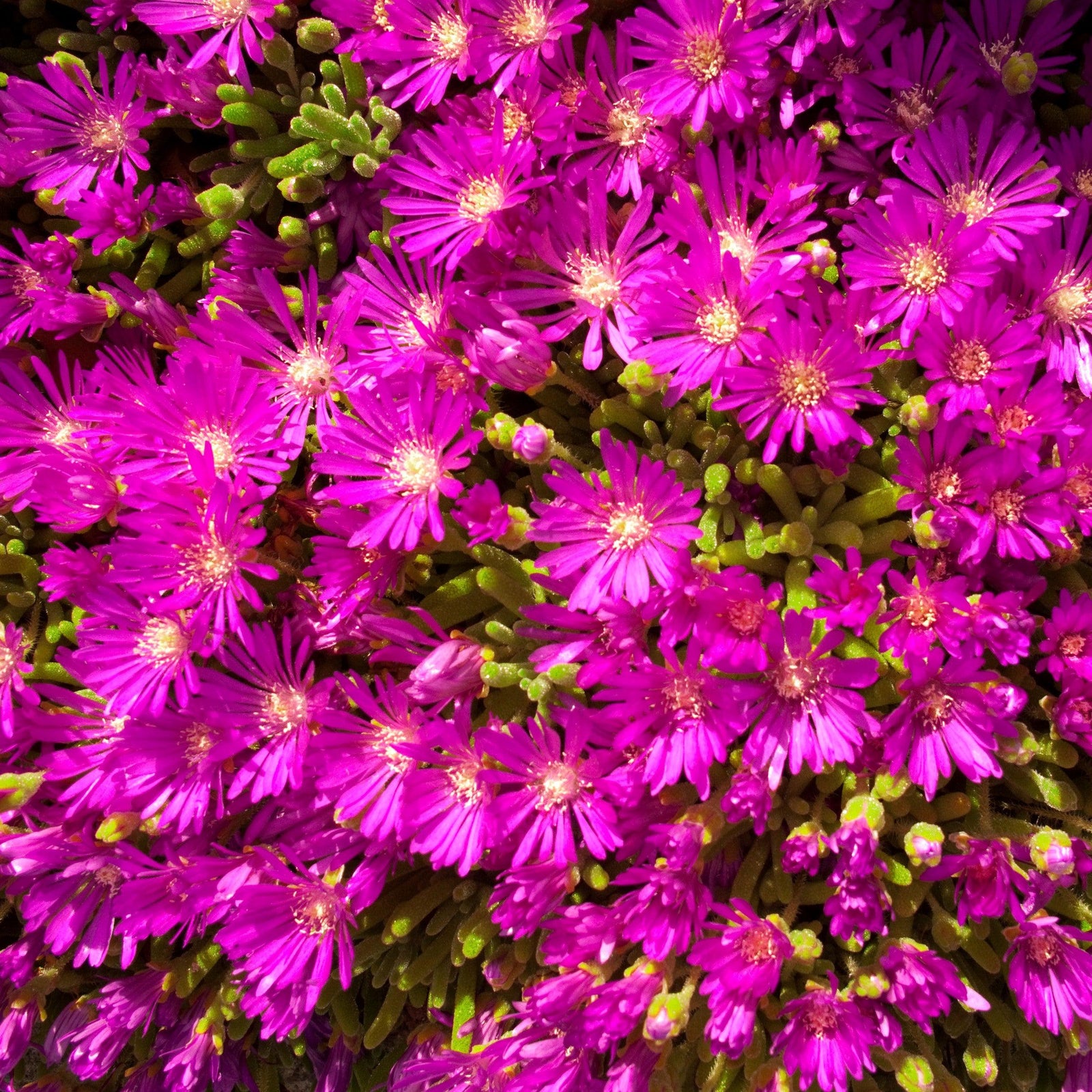 Delosperma hybrida 'T18-5' ~ Ocean Sunset™ Violet Ice Plant-ServeScape