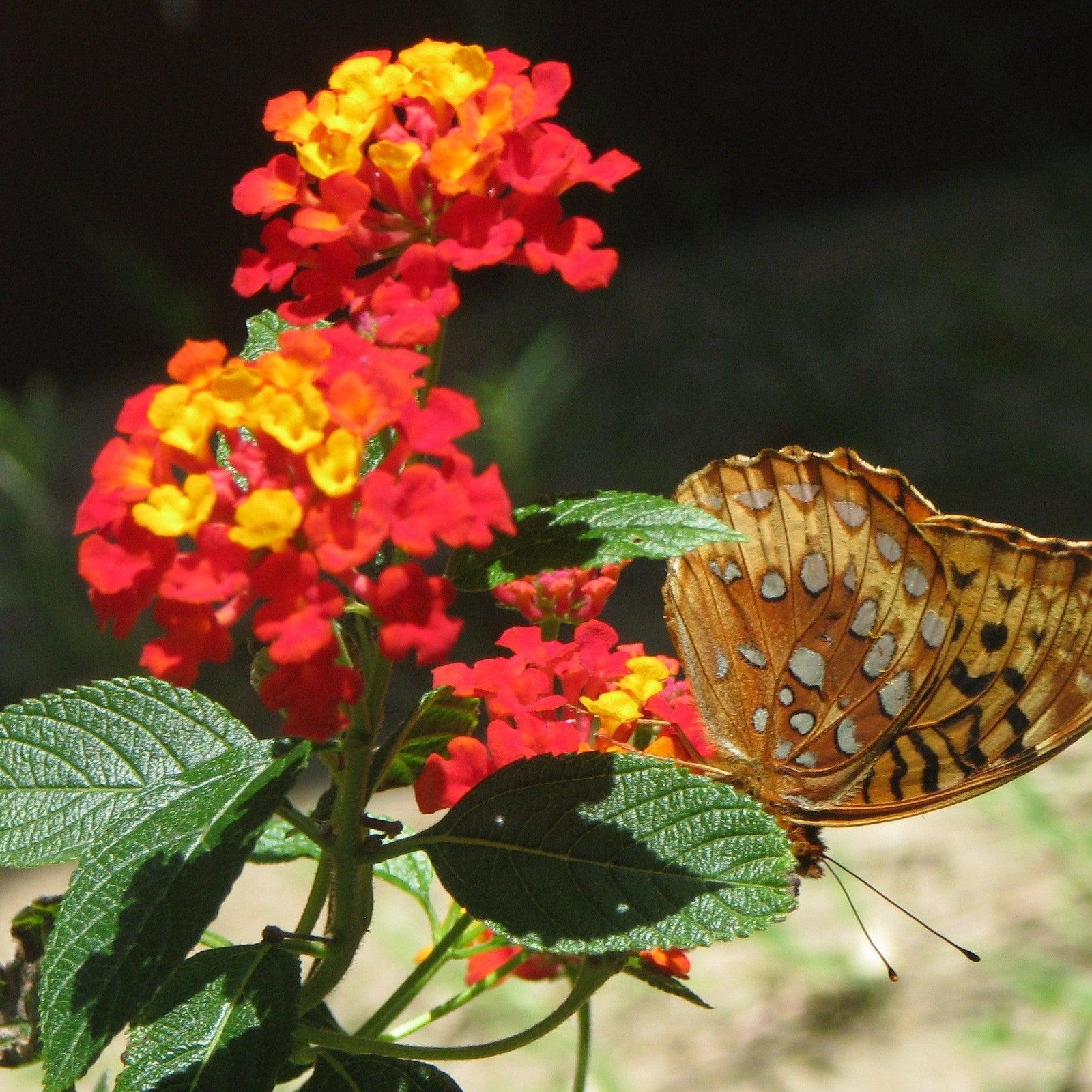 Lantana camara 'Fireworks' ~ Fireworks Lantana-ServeScape