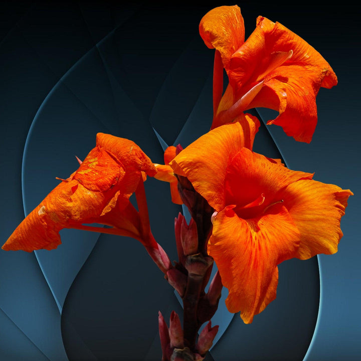 Canna x generalis 'Bronze Orange' ~ CANNOVA® Bronze Orange Canna Lily-ServeScape