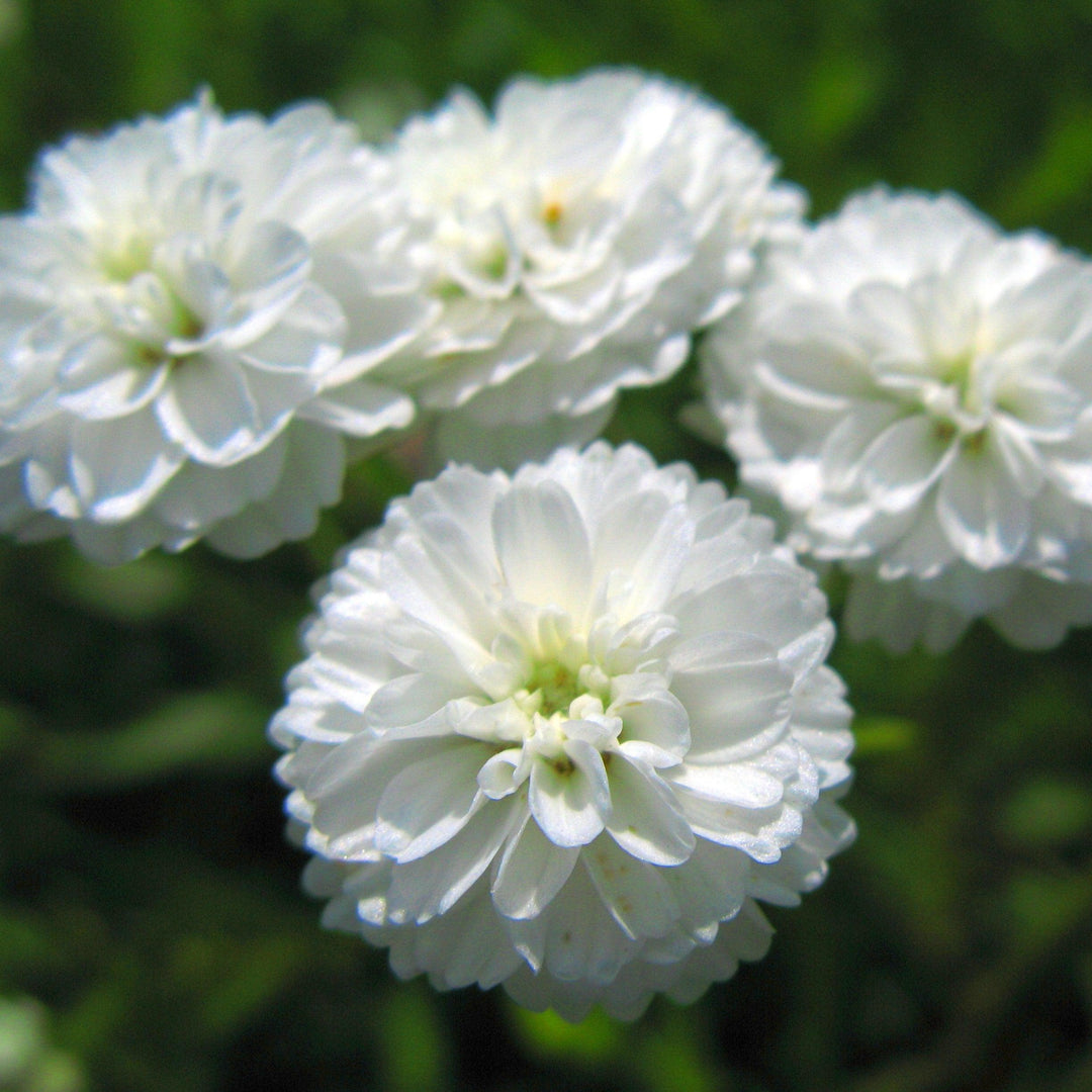 Achillea ptarmica 'Marshmellow' ~ Marshmallow Sneezewort-ServeScape