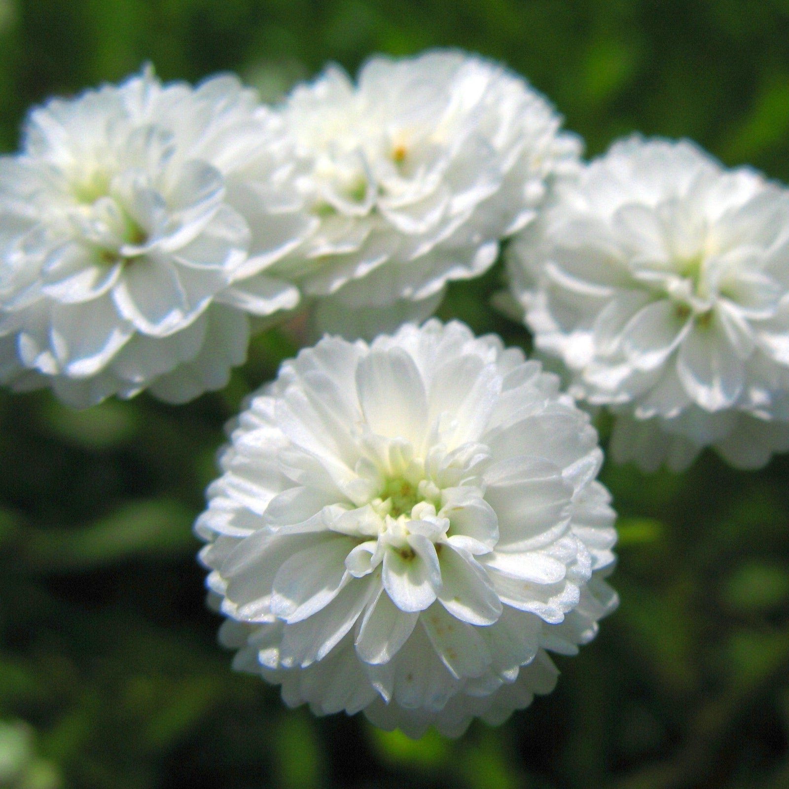 Achillea ptarmica 'Marshmellow' ~ Marshmallow Sneezewort-ServeScape