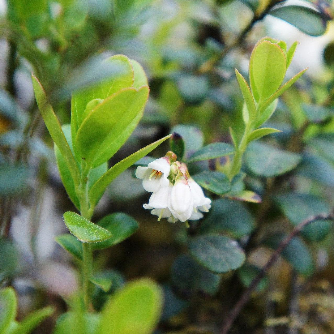Vaccinium hybrid 'TO-1319' ~ Bushel and Berry® Southern Bluebelle Blueberry-ServeScape