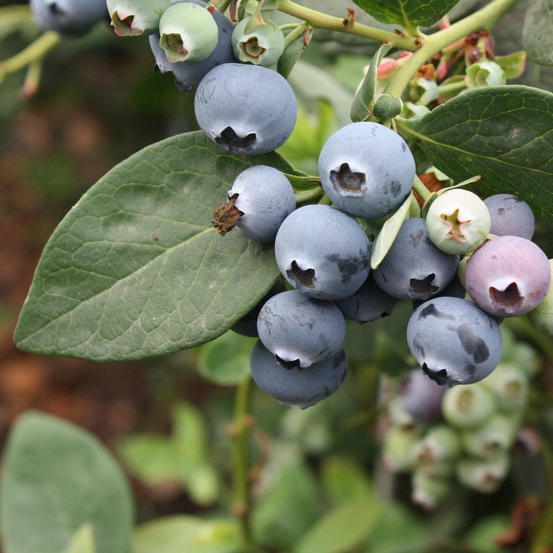 Vaccinium ashei 'Becki Blue' ~ Becki Blue Rabbiteye Blueberry-ServeScape