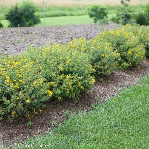 Hypericum kalmianum 'SMHKBF' ~ Blues Festival® St. John's Wort-ServeScape