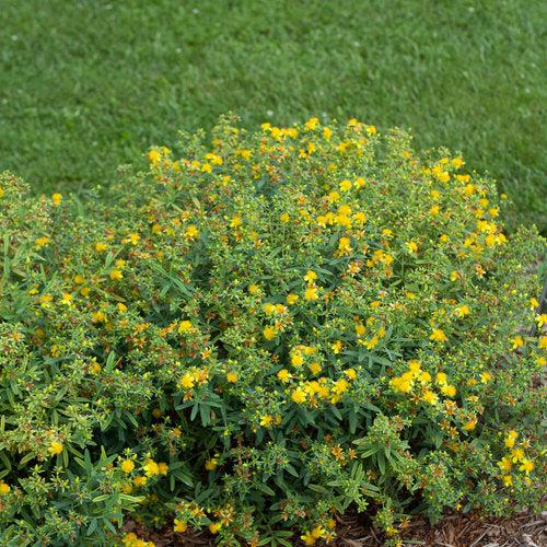 Hypericum kalmianum 'SMHKBF' ~ Blues Festival® St. John's Wort-ServeScape