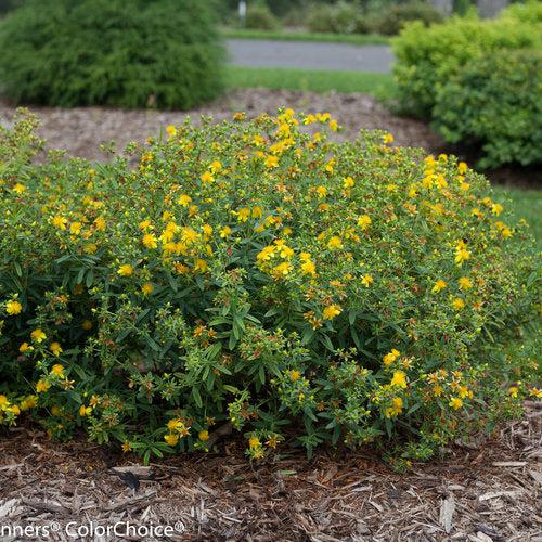 Hypericum kalmianum 'SMHKBF' ~ Blues Festival® St. John's Wort-ServeScape