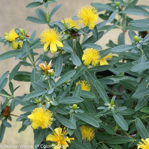 Hypericum kalmianum 'SMHKBF' ~ Blues Festival® St. John's Wort-ServeScape