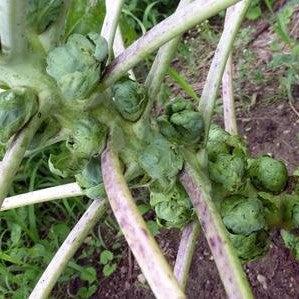 Brussel Sprouts Pack-ServeScape