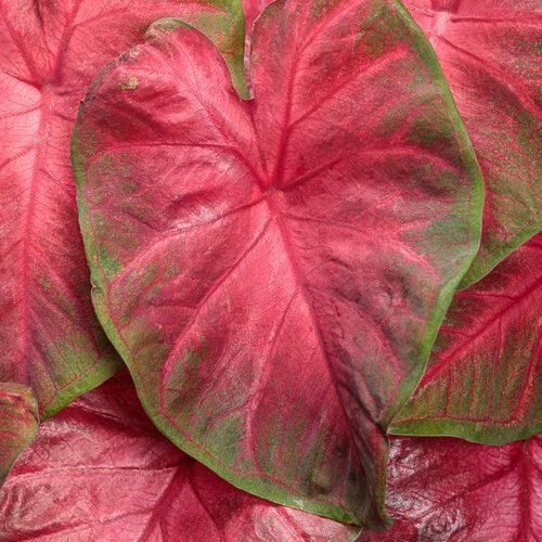 Caladium 'Hot Flash' ~ PW® Heart to Heart® Hot Flash Caladium-ServeScape