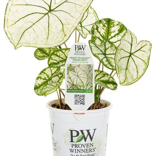 Caladium 'Snow Drift' ~ PW® Heart to Heart® Snow Drift Caladium-ServeScape