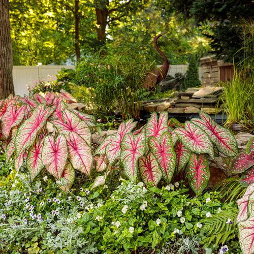 Caladium 'Radiance' ~ PW® Heart to Heart® Radiance Caladium-ServeScape