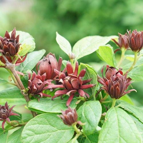 Calycanthus floridus 'SMNCAF' ~ Simply Scentsational® Sweetshrub-ServeScape