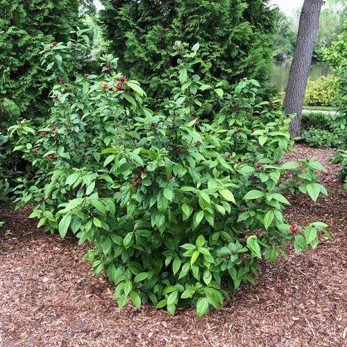 Calycanthus floridus 'SMNCAF' ~ Simply Scentsational® Sweetshrub-ServeScape