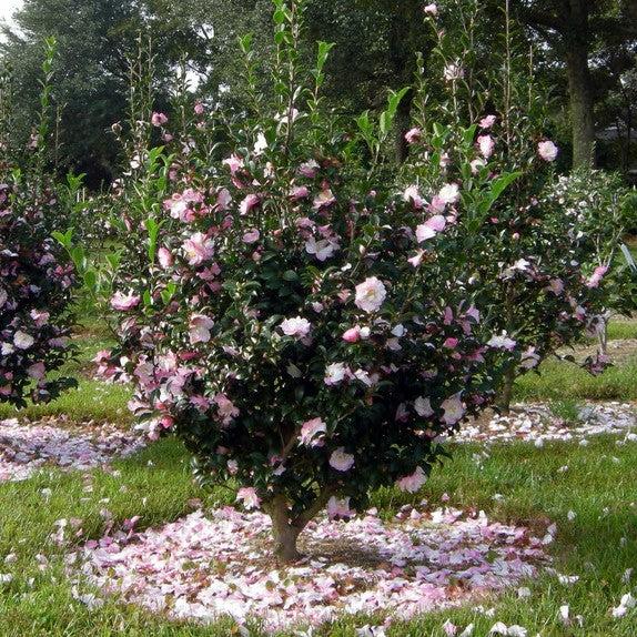 Camellia sasanqua 'Green 94-035' PP20465 ~ October Magic® Orchid™ Camellia-ServeScape