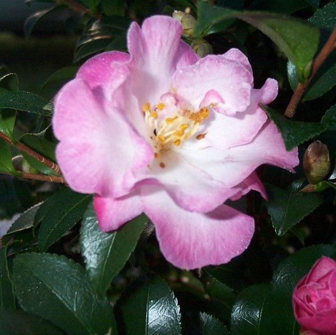 Camellia sasanqua 'Green 94-035' PP20465 ~ October Magic® Orchid™ Camellia-ServeScape