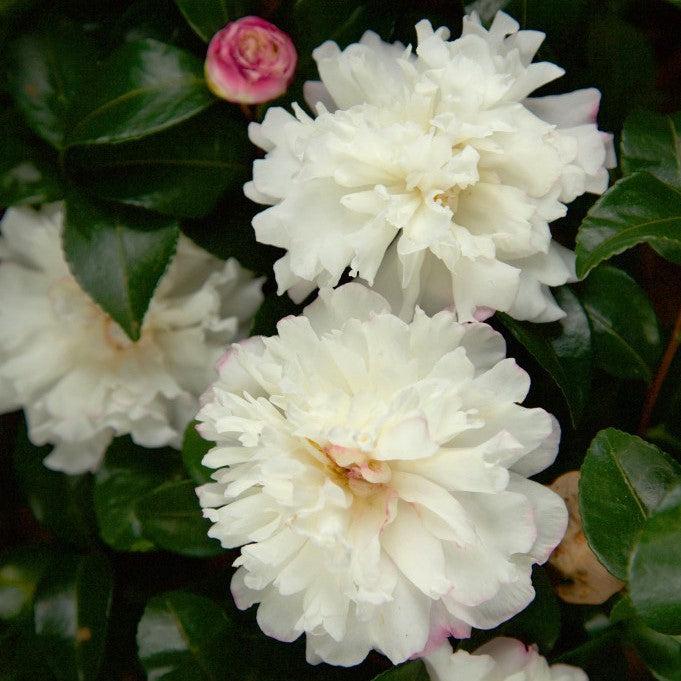 Camellia sasanqua 'Green 94-010' PP20454 ~ October Magic® Snow™ Camellia-ServeScape