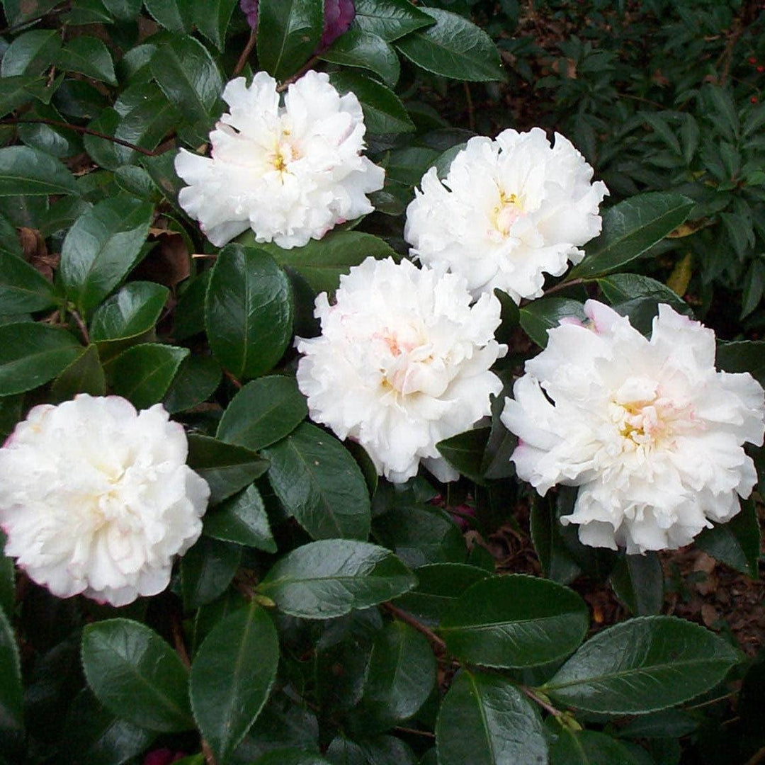 Camellia sasanqua 'Green 94-010' PP20454 ~ October Magic® Snow™ Camellia-ServeScape