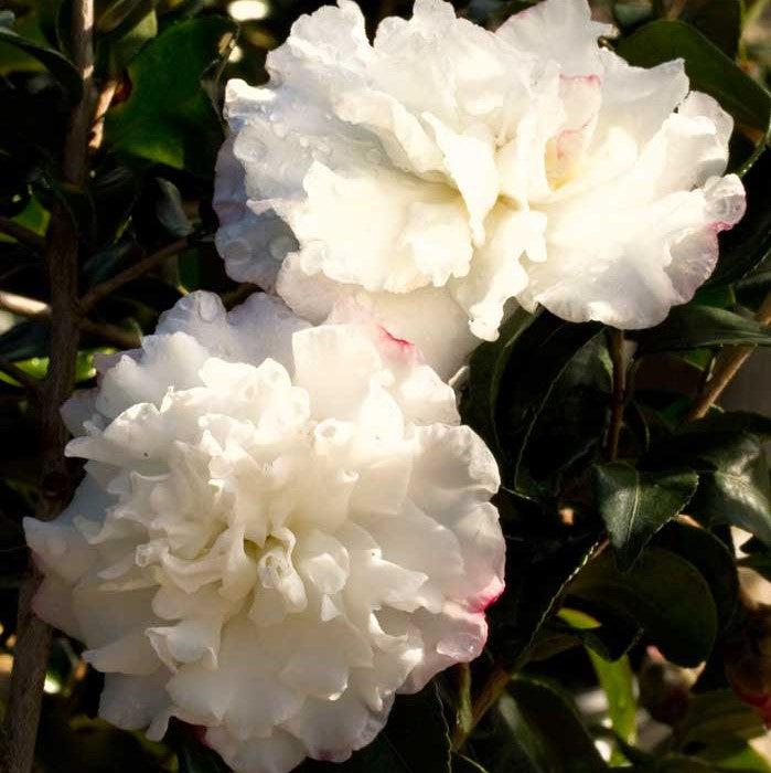 Camellia sasanqua 'Green 94-010' PP20454 ~ October Magic® Snow™ Camellia-ServeScape
