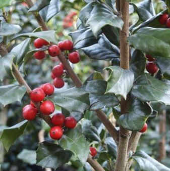 Ilex 'Carolina Sentinel' ~ Carolina Sentinel Holly-ServeScape