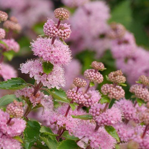Caryopteris incana 'DCARBEYBAR' ~ Beyond Pink'd® Bluebeard-ServeScape