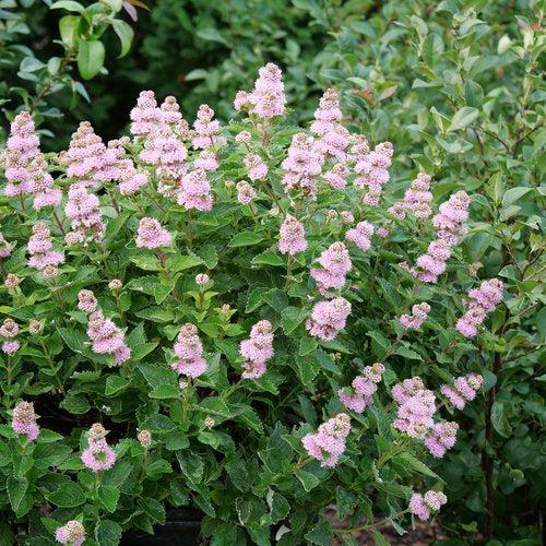Caryopteris incana 'DCARBEYBAR' ~ Beyond Pink'd® Bluebeard-ServeScape