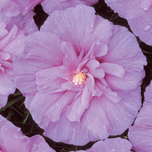 Hibiscus syriacus 'Notwoodone' ~ Lavender Chiffon® Rose of Sharon-ServeScape