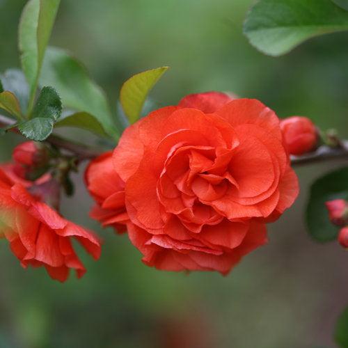 Chaenomeles speciosa 'Orange Storm' USPP 20,950 ~ Double Take™ Orange Flowering Quince-ServeScape