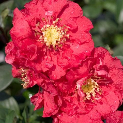 Chaenomeles speciosa 'Pink Storm' ~ PW® Double Take™ Pink Flowering Quince-ServeScape