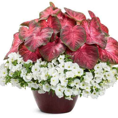 Caladium 'Hot Flash' ~ PW® Heart to Heart® Hot Flash Caladium-ServeScape