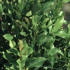 Prunus laurocerasus 'Cherry Ruffles' ~ Cherry Ruffles™ Cherry Laurel-ServeScape