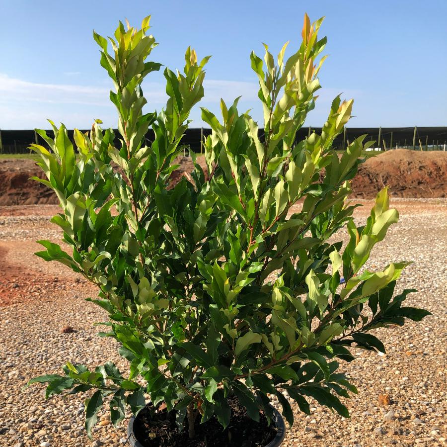 Prunus laurocerasus 'Cherry Ruffles' ~ Cherry Ruffles™ Cherry Laurel-ServeScape