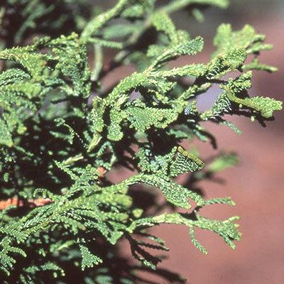 Chamaecyparis obtusa 'Torulosa' ~ Torulosa Hinoki Cypress-ServeScape