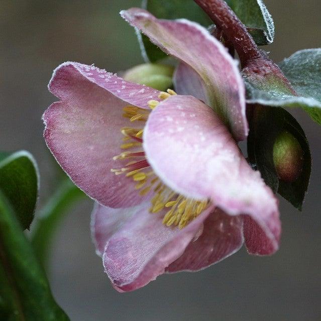 Helleborus x lemonnierae 'Lem 100' ~ HGC® Madame Lemonnier Lenten Rose-ServeScape
