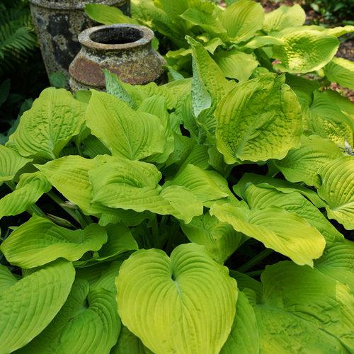 Hosta 'Coast To Coast' PP26,469 ~ PW® Shadowland® Coast To Coast Hosta-ServeScape