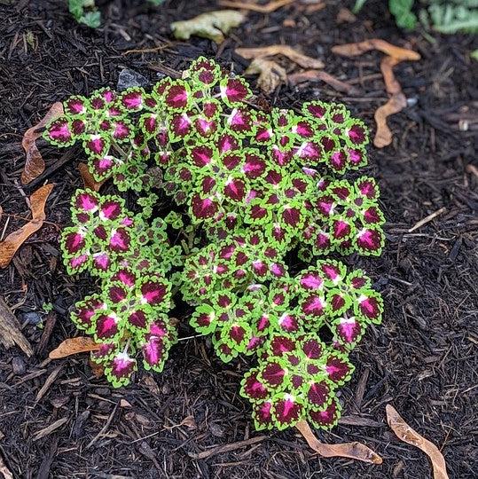 Solenostemon scutellariodes 'Iguazu'' ~ Great Falls™ Iguazu Coleus-ServeScape