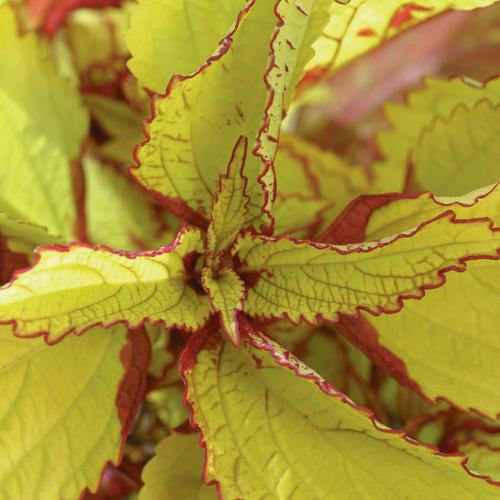 Solenostemon scutellarioides 'Pineapple’ ~ Pineapple Coleus-ServeScape
