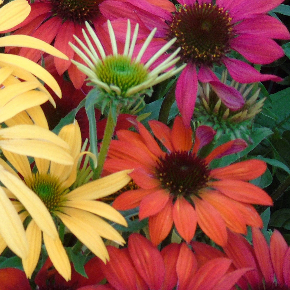 Echinacea 'Balsomcor' ~ Sombrero Poco™ Hot Coral Coneflower-ServeScape