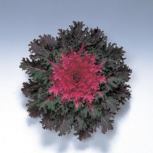 Brassica oleracea 'Coral Queen'~ Coral™ Queen Ornamental Kale-ServeScape