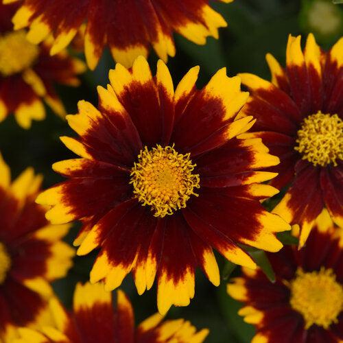 Coreopsis Baluptred' PP3386' ~ Uptick™ Red Coreopsis-ServeScape