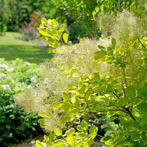 Cotinus coggygria 'MINCOJAU3' ~ Winecraft Gold® Smokebush-ServeScape
