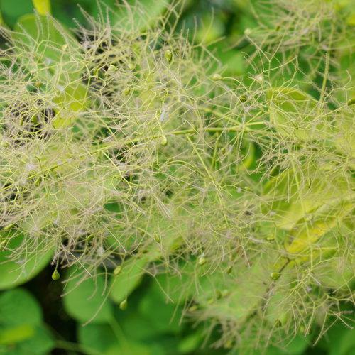 Cotinus coggygria 'MINCOJAU3' ~ Winecraft Gold® Smokebush-ServeScape