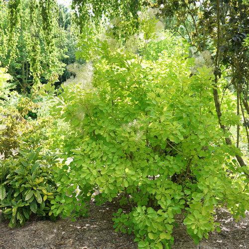 Cotinus coggygria 'MINCOJAU3' ~ Winecraft Gold® Smokebush-ServeScape