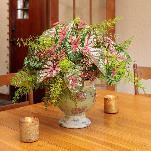 Caladium 'Flatter Me' ~ PW® Heart to Heart® Flatter Me Caladium-ServeScape