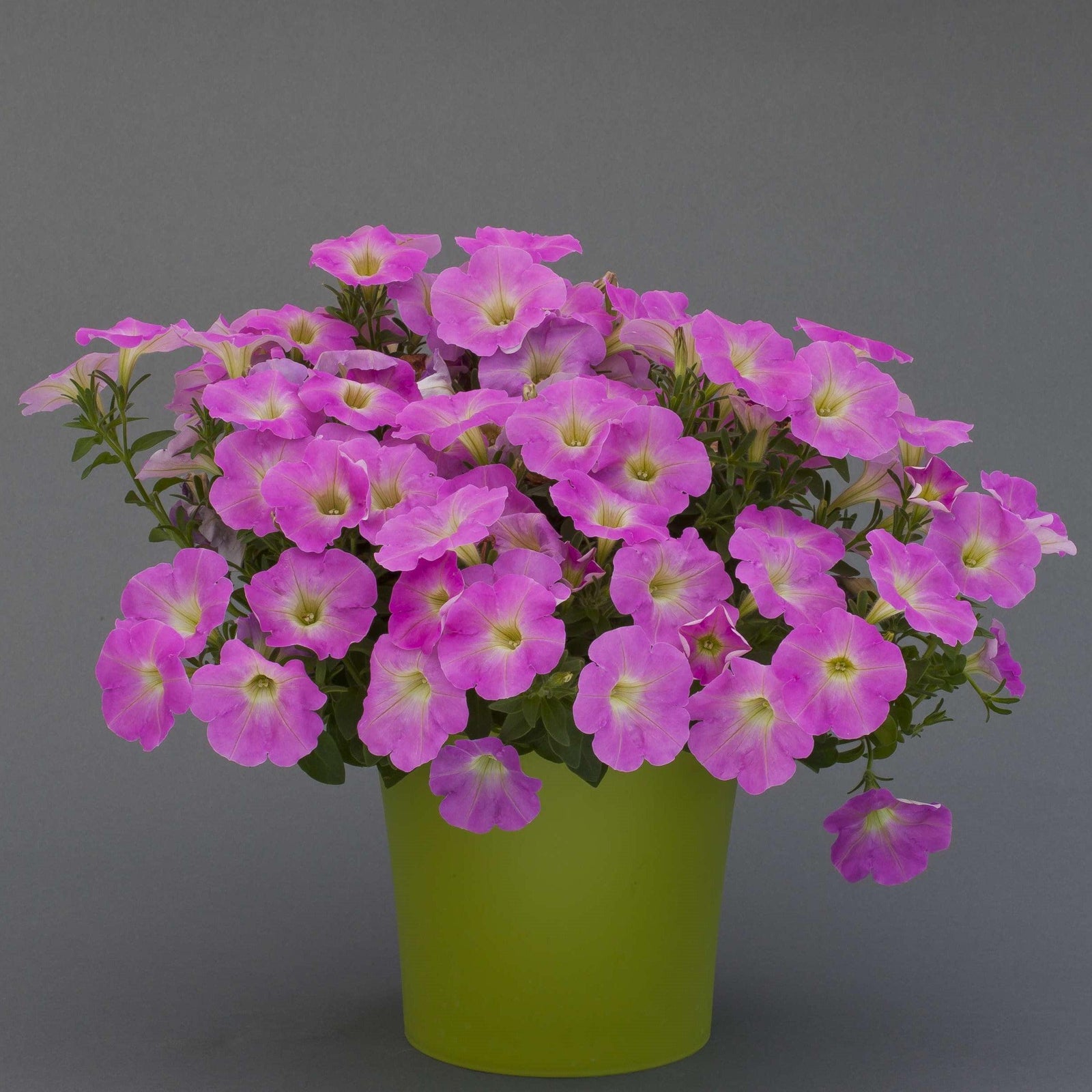 Petunia x 'Barque Pink' ~ Baroque Pink Ray™ Petunia-ServeScape